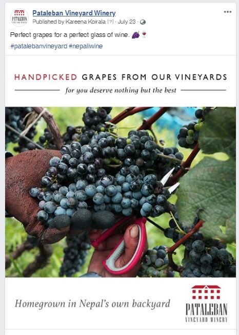 Pataleban Vineyard Winery work